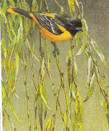 "baltimore oriole and weeping willow"