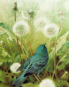 "indigo bunting and dandelion" 