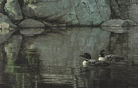 Northern Reflections - Loon Family