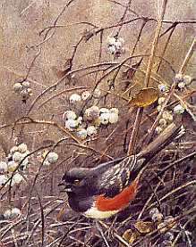"rufous-sided towhee and snowberry" 