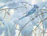 Snowy Morning - Blue Jay