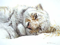 Snowy Nap - Tiger