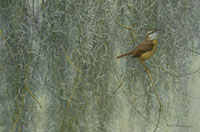 Song of the South - Carolina Wren