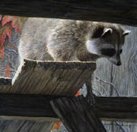The Prowler - Raccoon