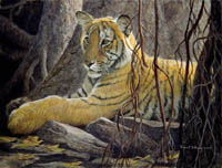 Under the Banyan - Tiger