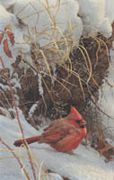 Winter Cardinal