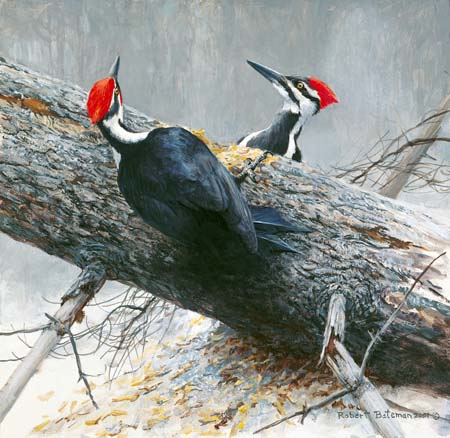 Woodworkers - Pileated Woodpeckers