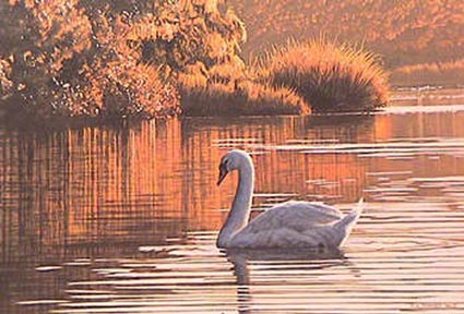 Morning on the Lagoon